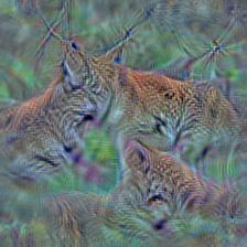 n02125311 cougar, puma, catamount, mountain lion, painter, panther, Felis concolor
